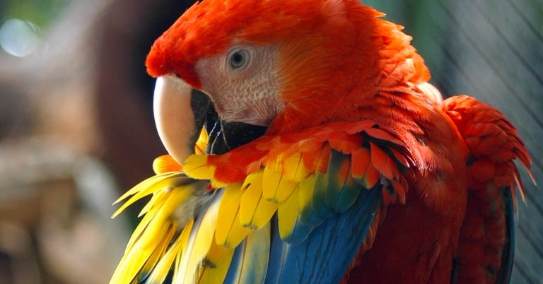 Scarlet Macaw