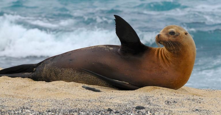 Sea Lion