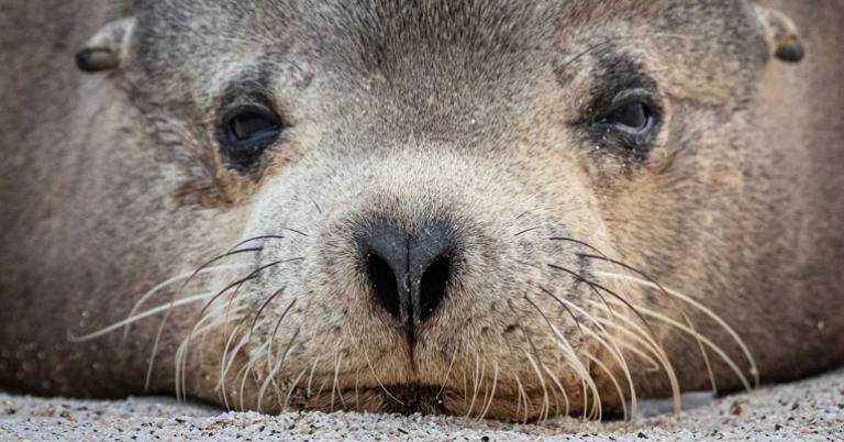 Galápagos sea lion