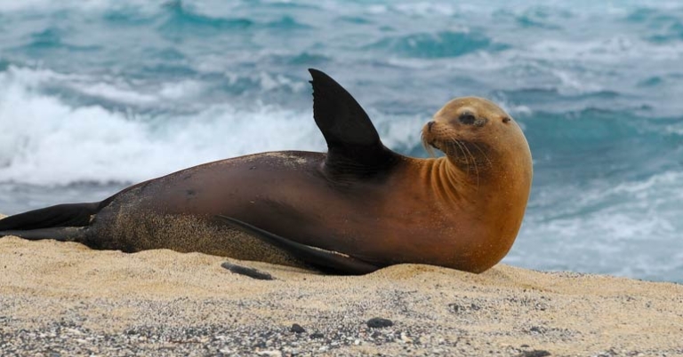Galápagos sea lion