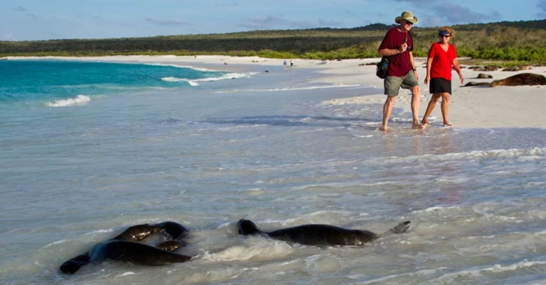 Sea lions on the beach