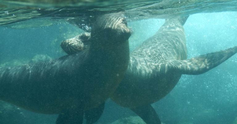 Snorkeling with sea lions