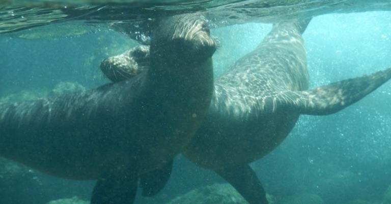 Galápagos sea lions