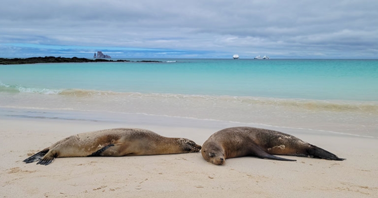 Sea lions with Kicker Rock visible in the background
