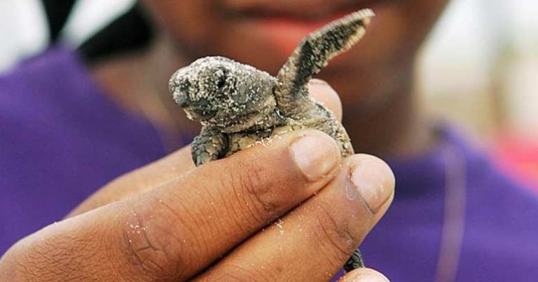 Sea turtle hatchling