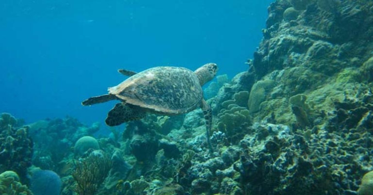 Sea Turtle in Cuba