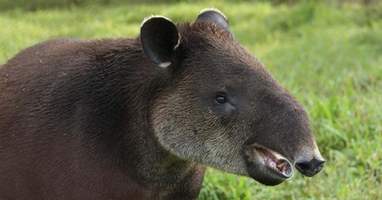 Tapir