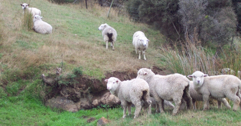 Sheep farm