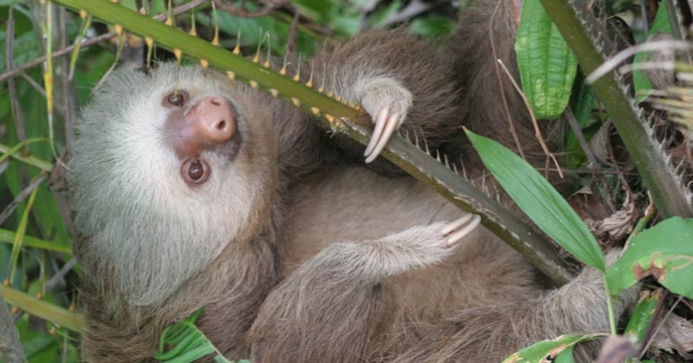 Two-toed sloth
