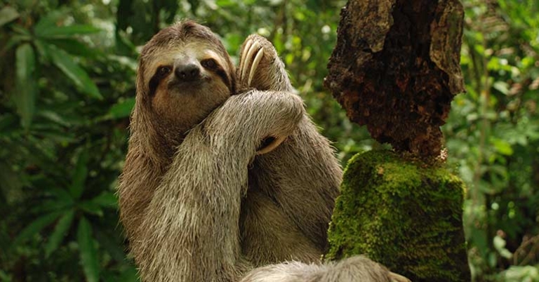 Three-toed sloth