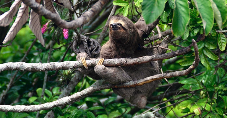 Three-toed Sloth