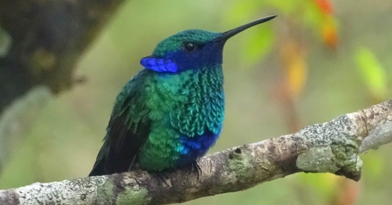 Sparkling Violetear