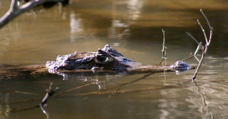 Spectacled Caiman