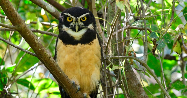 Spectacled Owl