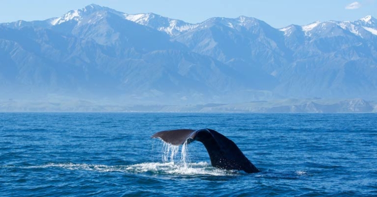 Whale watching in Kaikoura