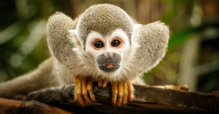 Squirrel monkey 