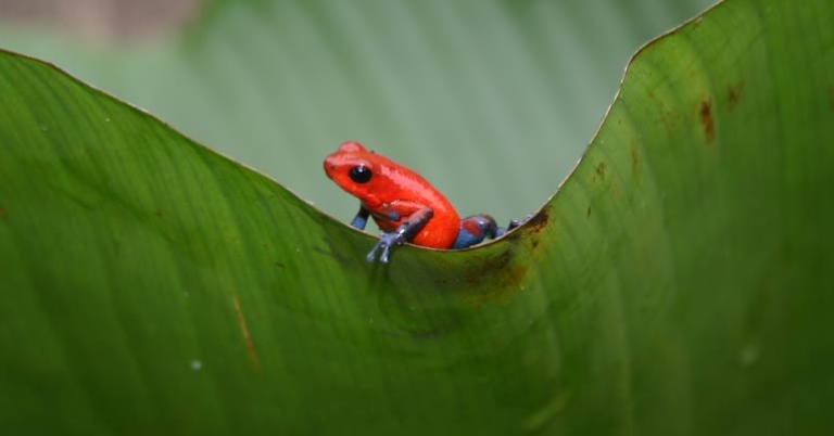 Strawberry poison dart frog