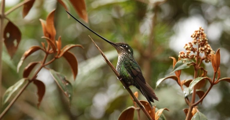 Sword-billed Hummingbird