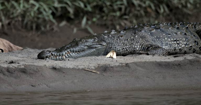 Tarcoles Crocodile