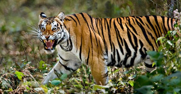 Wild tiger snarling