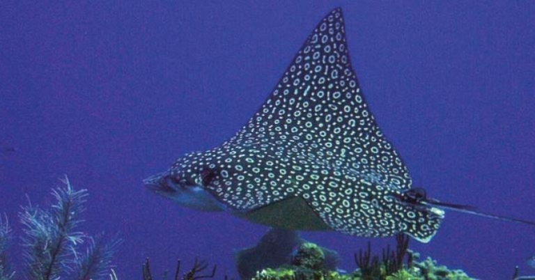 Manta Ray at Tobacco Caye