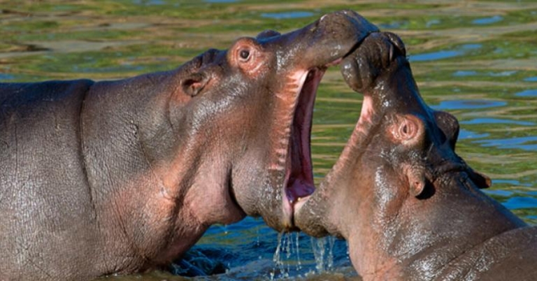 Hippos