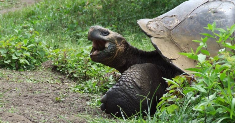 Galápagos giant tortoise