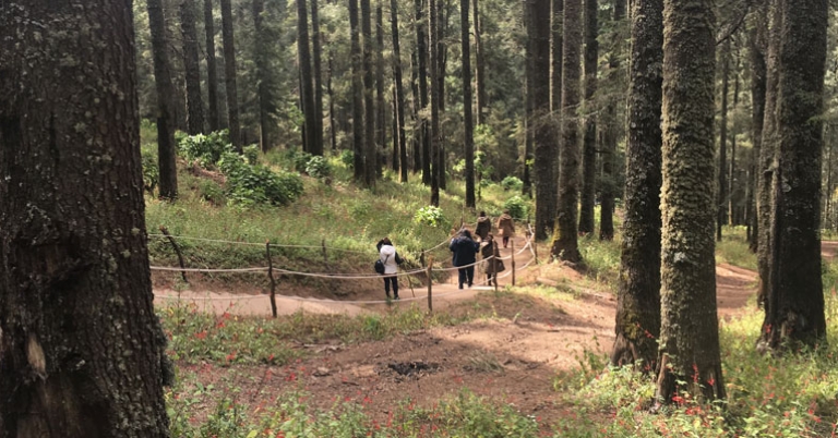 Trail in El Rosario Reserve