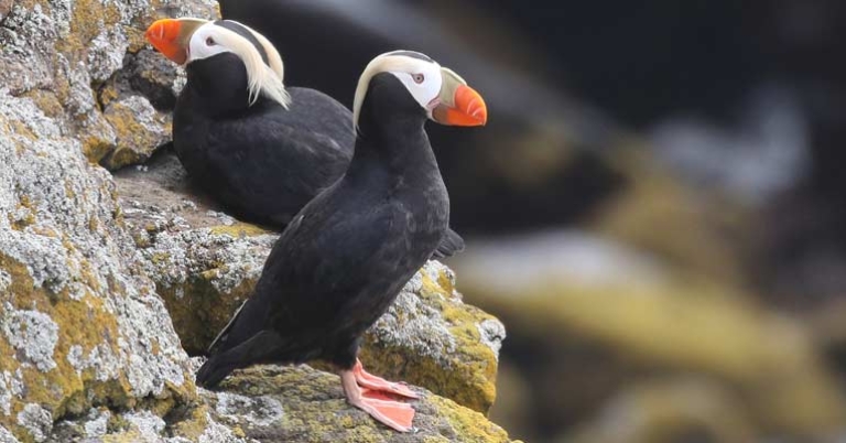 Tufted Puffins