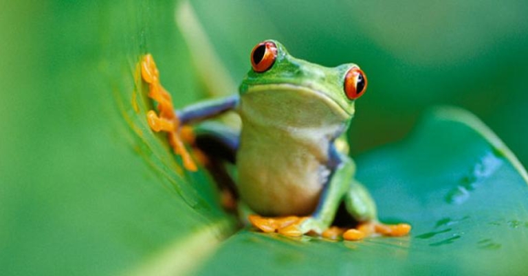 Red-eyed Tree Frog