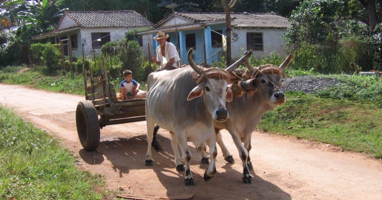 Farmers in Viñales Valley