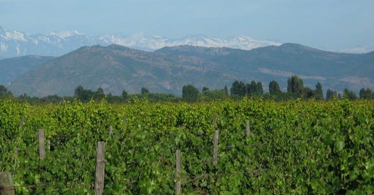 Vineyard with Andes in background