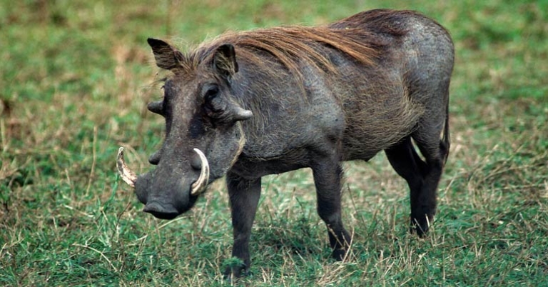 Warthog