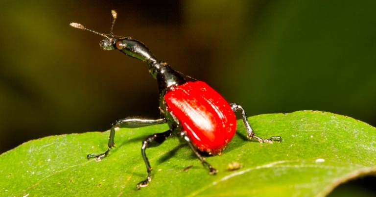 Giraffe weevil