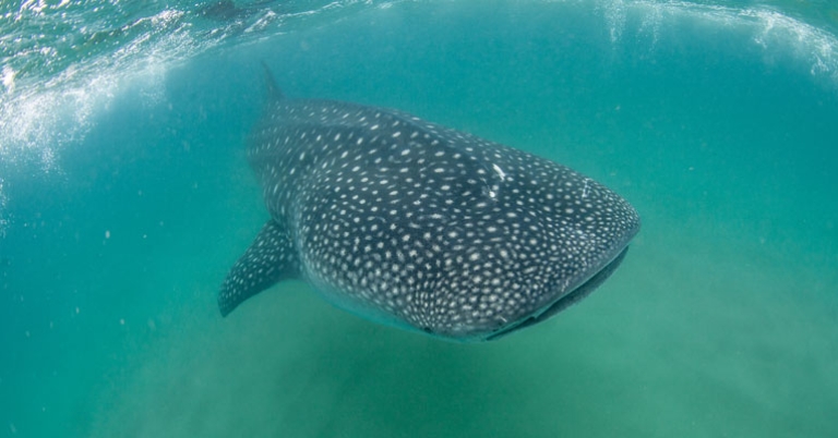 Whale shark