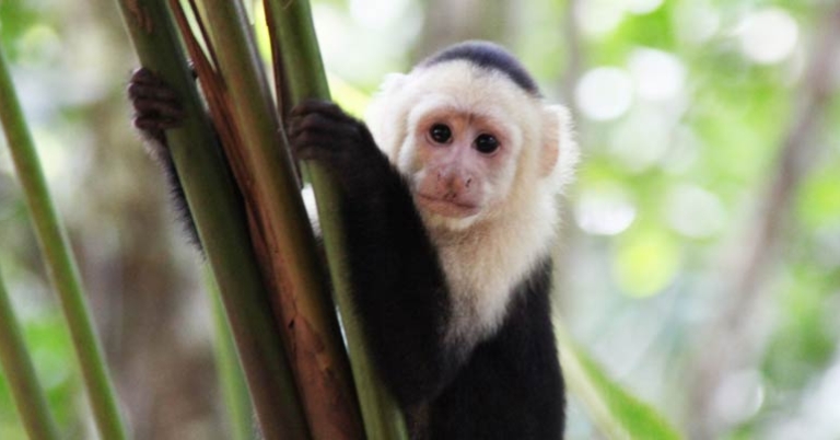 White-faced capuchin