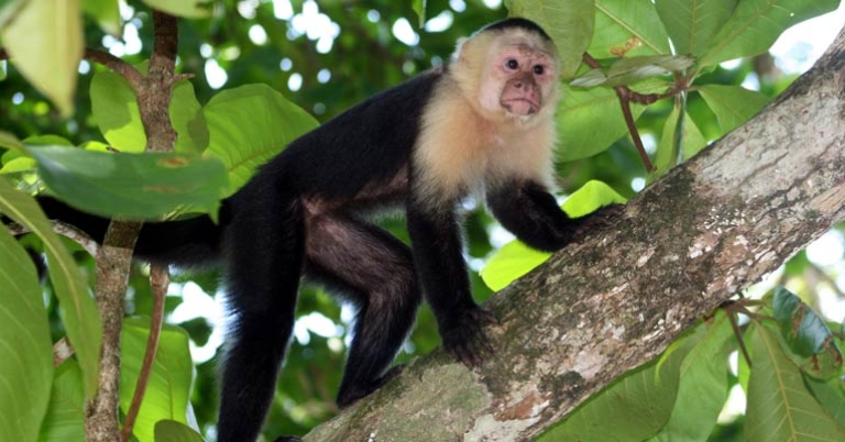 White-faced capuchin monkey