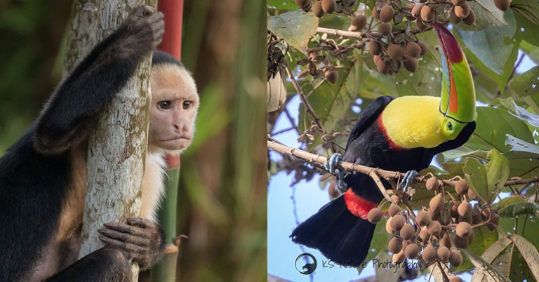 White-faced capuchin; Keel-billed Toucan