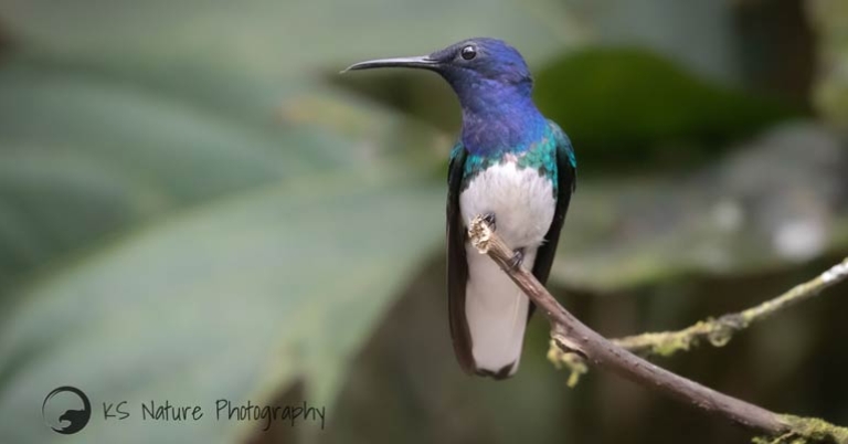 White-necked Jacobin