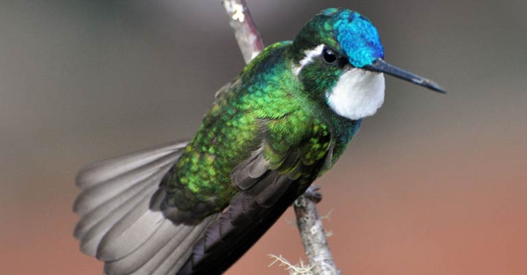 White-throated Mountain-gem