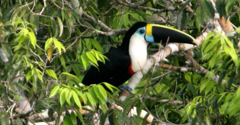 White-throated Toucan at Sacha Lodge