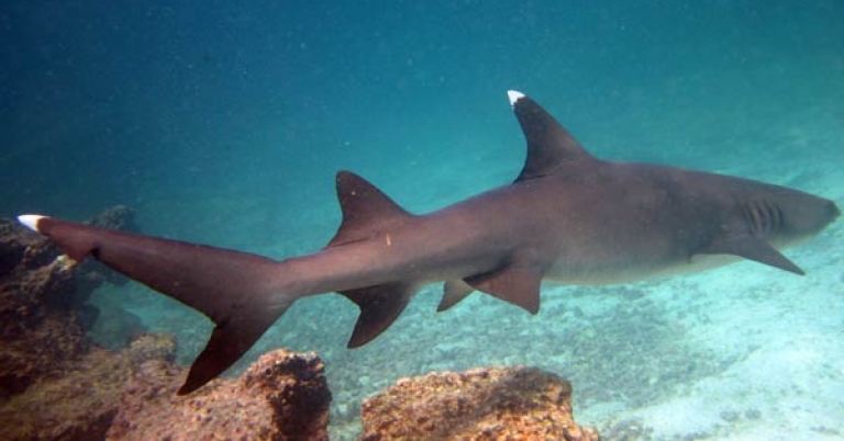 Whitetip reef shark