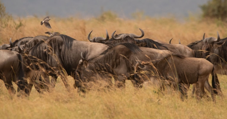 Wildebeests