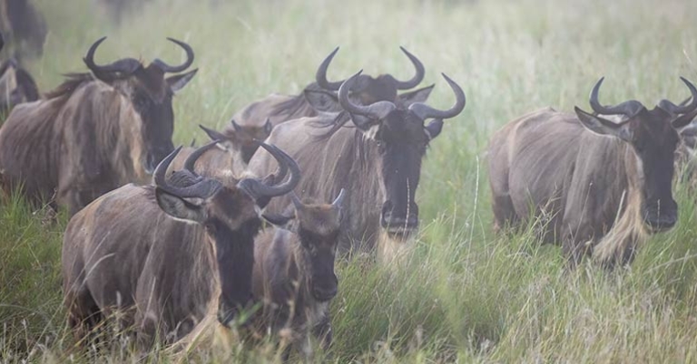 Wildebeests
