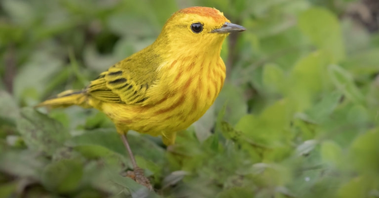 Galápagos Yellow Warbler
