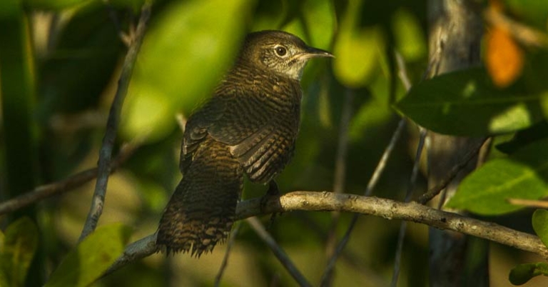 Zapata Wren (Ferminia cerverai)