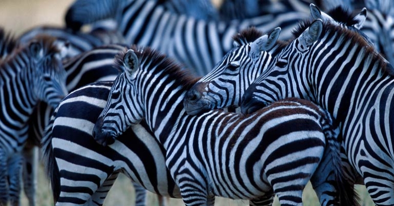 Zebras
