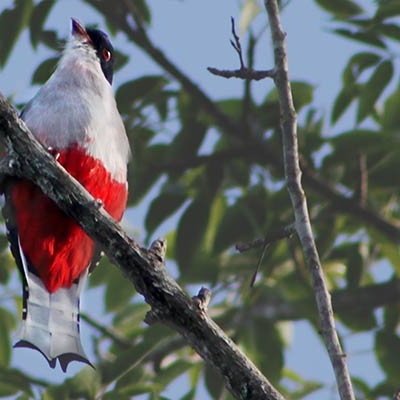 Cuban Trogon (Priotelus temnurus)