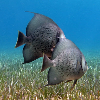 Gray angelfish in Tobacco Caye