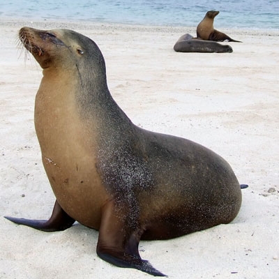 Sea lions